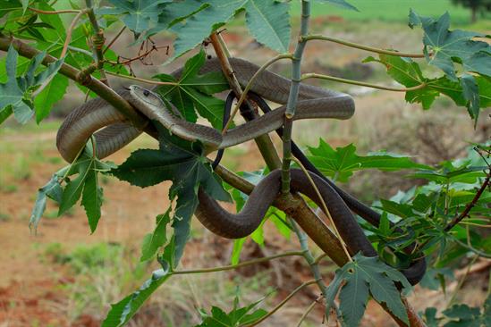 DJWilliams_2010_Dendroaspis-polylepis_Swaziland